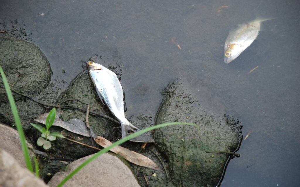 Vaso-Cencali-de-area-protegida-a-cementerio-de-peces
