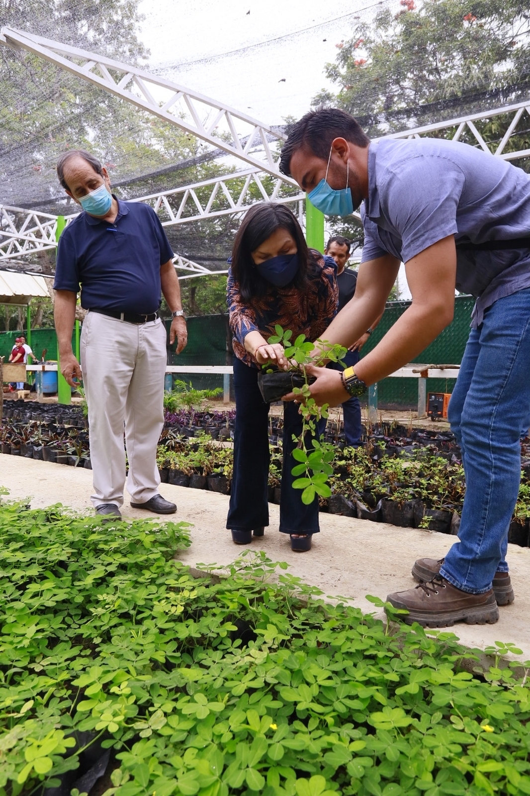 Anuncian la reforestación de las jardineras de Paseo Tabasco – Carta  