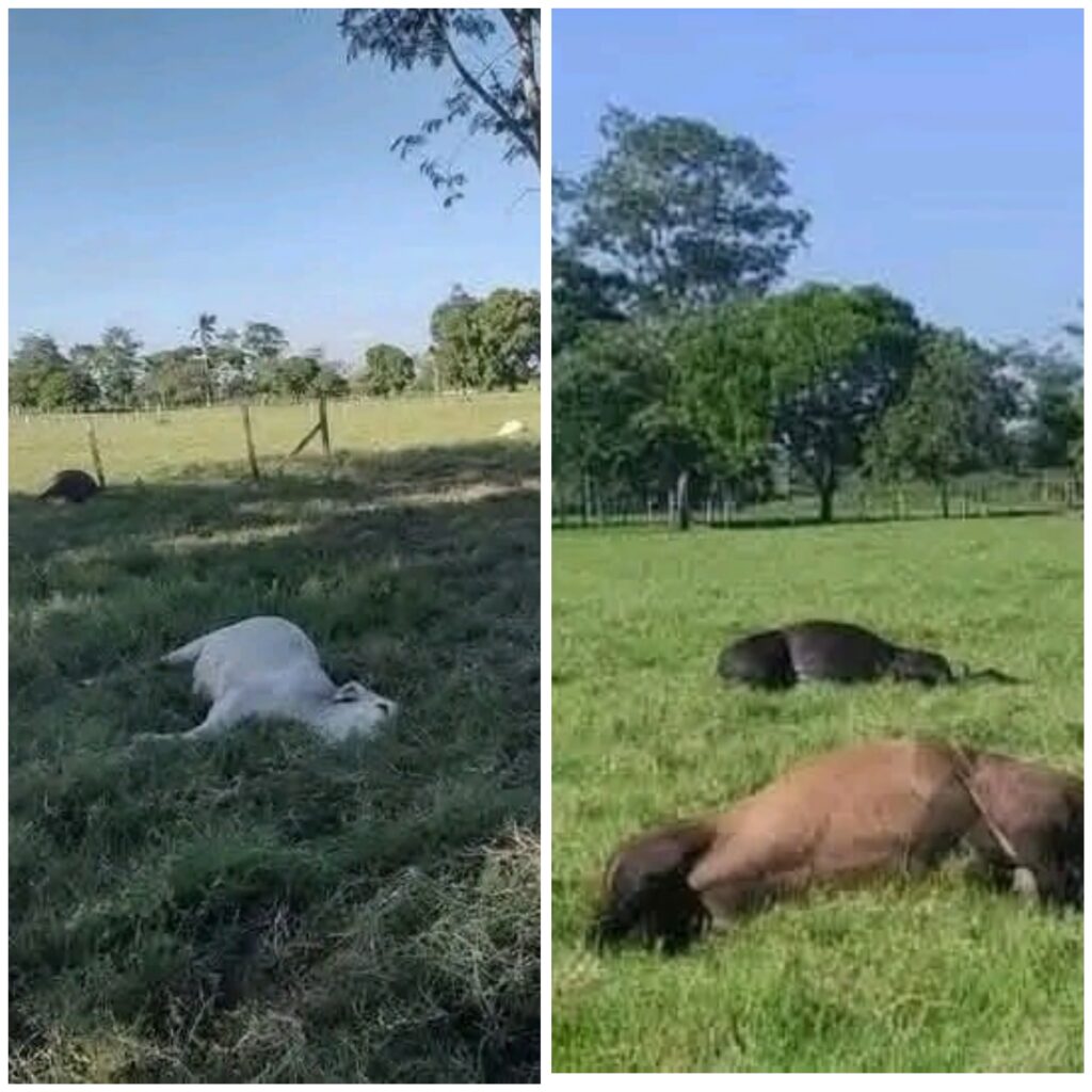 Polish_20250321_234319652